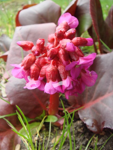 Bergenia cordifolia feuille rouge fleur